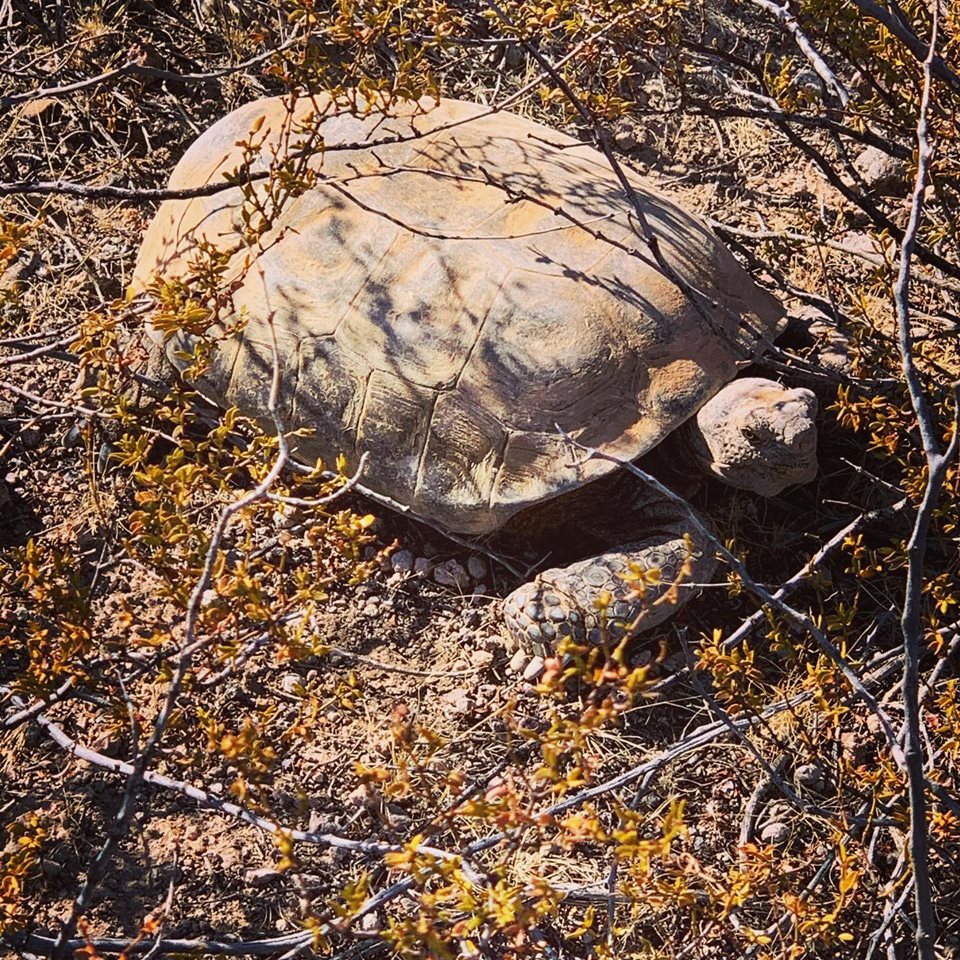 Tortoise_01